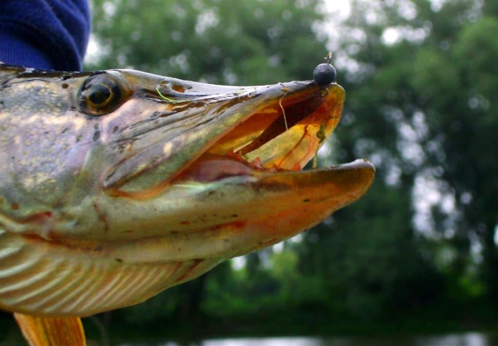 nano_minnow.jpg nano_minnow.jpg