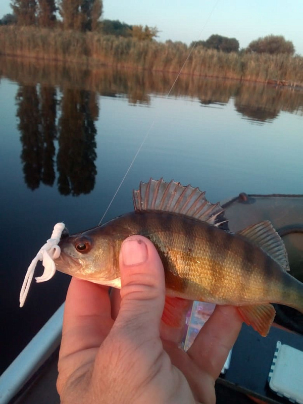 силиконовые приманки Nimble 1.6" 49-40-59-6